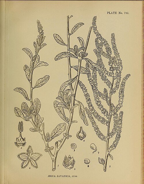 Aerva javanica plant met kleine witte bloemen op groene stelen.