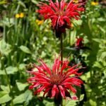 Bloeiende Monarda (bergamotplant) in helder rood.