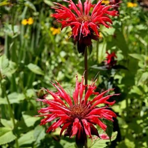 Bloeiende Monarda (bergamotplant) in helder rood.