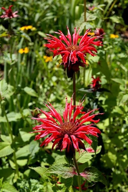 Bloeiende Monarda (bergamotplant) in helder rood.