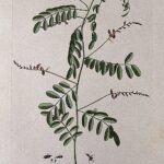 Indigofera tinctoria plant met levendige paarse bloemen en groene bladeren.