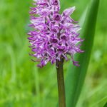 Orchis simia bloeiwijze met paarse bloemen en groene bladeren.