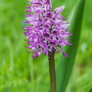 Orchis simia bloeiwijze met paarse bloemen en groene bladeren.