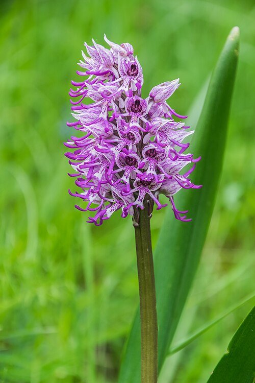 Orchis simia bloeiwijze met paarse bloemen en groene bladeren.