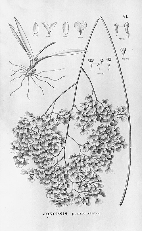 Ionopsis utricularioides orchideeën in volle bloei op groene achtergrond.