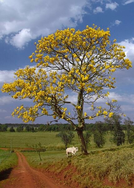 Handroanthus chrysotrichus bloeiende gele Ipe Avare boom.