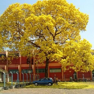 Bloeiende gele Tabebuia ochracea boom in Goiania.