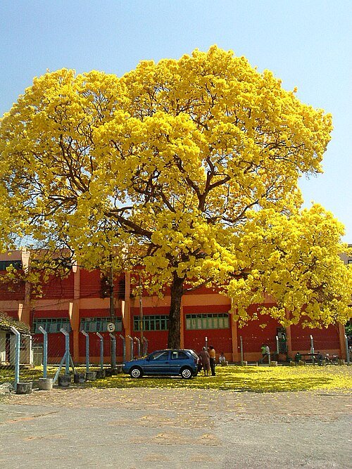 Bloeiende gele Tabebuia ochracea boom in Goiania.