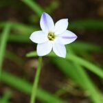 Bloeiende Ipheion uniflorum bloemen met groene bladeren.