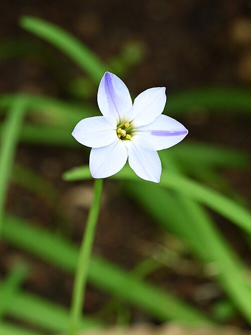 Bloeiende Ipheion uniflorum bloemen met groene bladeren.
