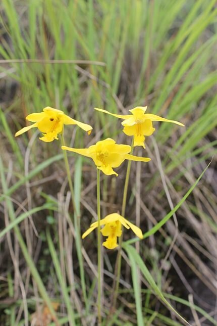 Bloemen van Ipsea malabarica in Silent Valley National Park.