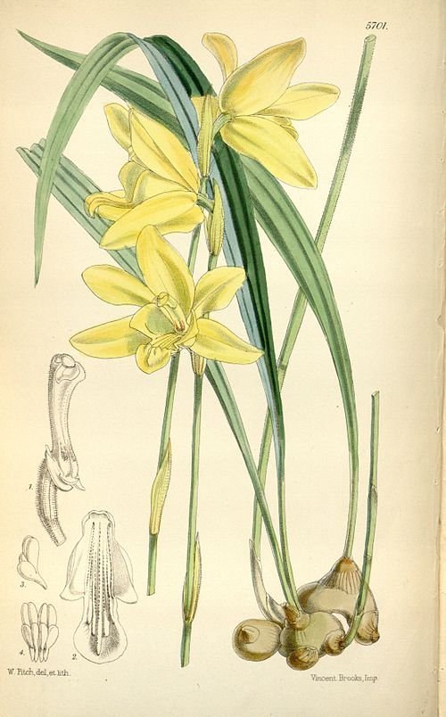 Ipsea speciosa plant met paarse en witte bloemen.