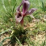 Paarse Iris bloem met scherpe bladeren en gele accenten.