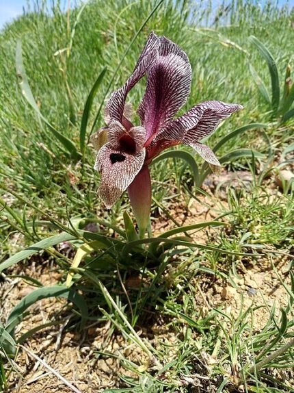 Paarse Iris bloem met scherpe bladeren en gele accenten.