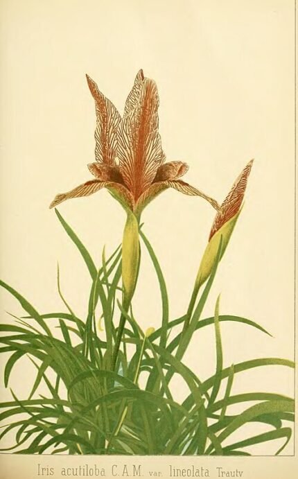 Iris acutiloba subsp. lineolata bloeiwijze in close-up, paars en geel.