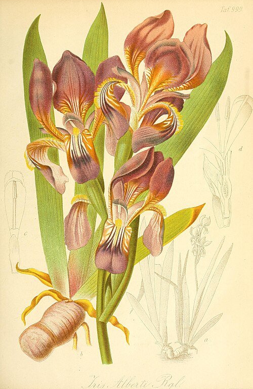 Purple Iris alberti flower in a garden setting.