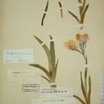 Iris alexeenkoi bloem in paarse en gele tinten tegen groene bladeren.