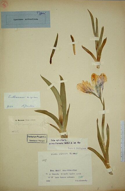 Iris alexeenkoi bloem in paarse en gele tinten tegen groene bladeren.