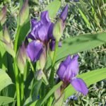 Paarse Iris met gele meeldraden in close-up.