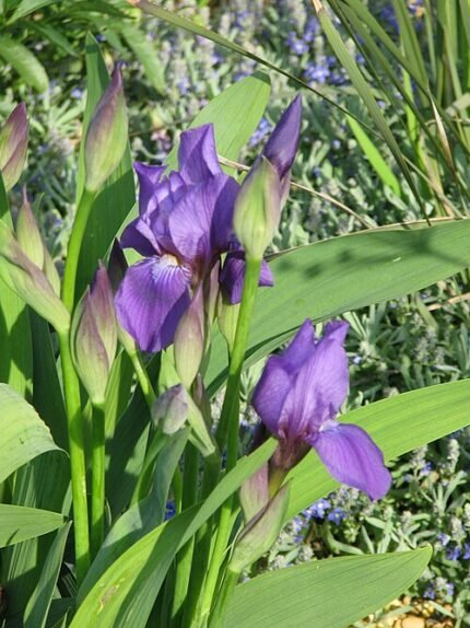 Paarse Iris met gele meeldraden in close-up.