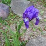Paarse en gele Iris aphylla subsp. hungarica bloem met groene bladeren.