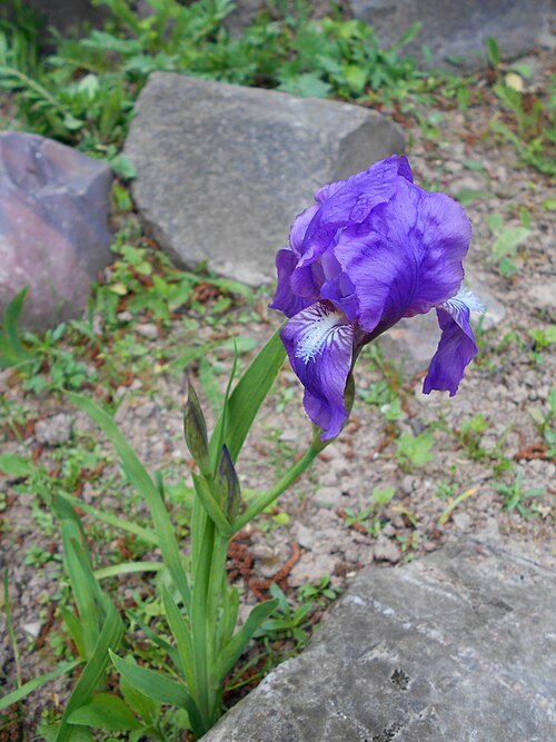 Paarse en gele Iris aphylla subsp. hungarica bloem met groene bladeren.
