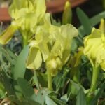 Prachtige paarse Iris attica bloem close-up.