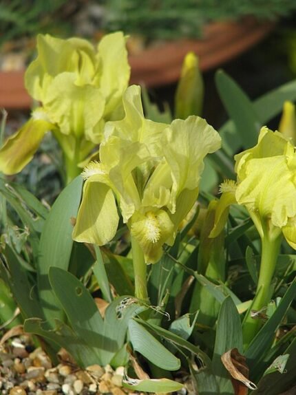 Prachtige paarse Iris attica bloem close-up.