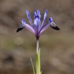 Purple Iris reticulata var. bakeriana flower with yellow spots and green leaves.