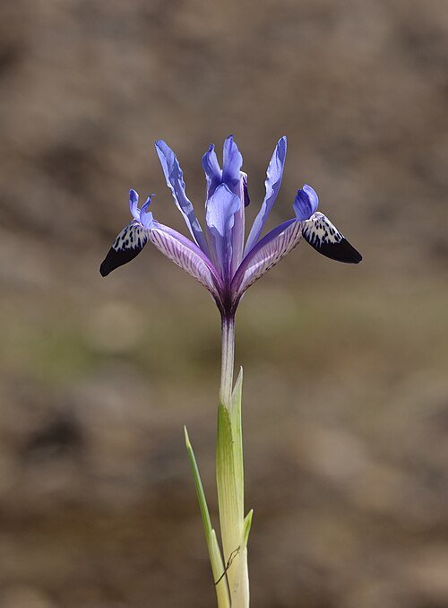 Purple Iris reticulata var. bakeriana flower with yellow spots and green leaves.