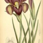 Purple and yellow Iris barnumiae flowers with six petals in botanical setting.