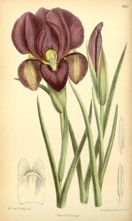 Purple and yellow Iris barnumiae flowers with six petals in botanical setting.