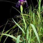 Purple Iris bicapitata flowers in a natural setting.