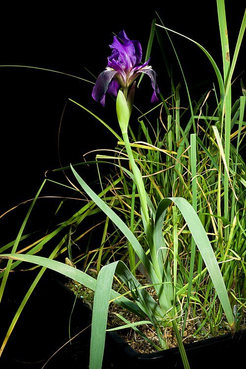 Purple Iris bicapitata flowers in a natural setting.