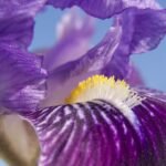 Iris croatica bloem met paarse en witte bloemblaadjes tegen groene bladeren.