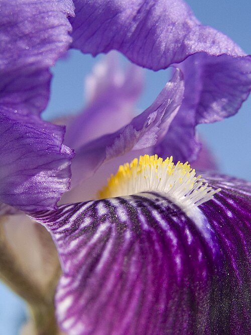 Iris croatica bloem met paarse en witte bloemblaadjes tegen groene bladeren.