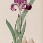 Paarse en gele Iris furcata bloem in volle bloei.
