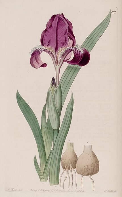 Paarse en gele Iris furcata bloem in volle bloei.