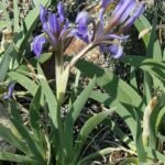 Paarse Iris bloem in close-up op een groene achtergrond.