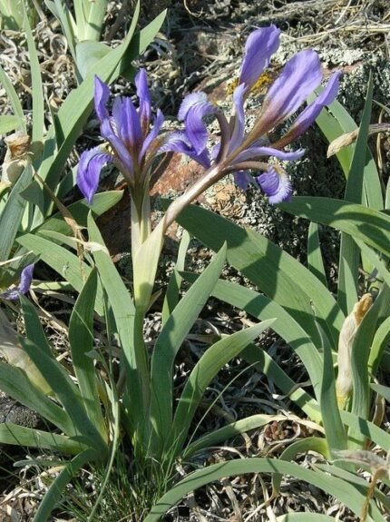Paarse Iris bloem in close-up op een groene achtergrond.