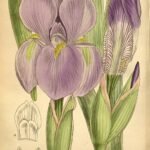 Iris hoogiana bloem met paarse bloemblaadjes en gele meeldraden.