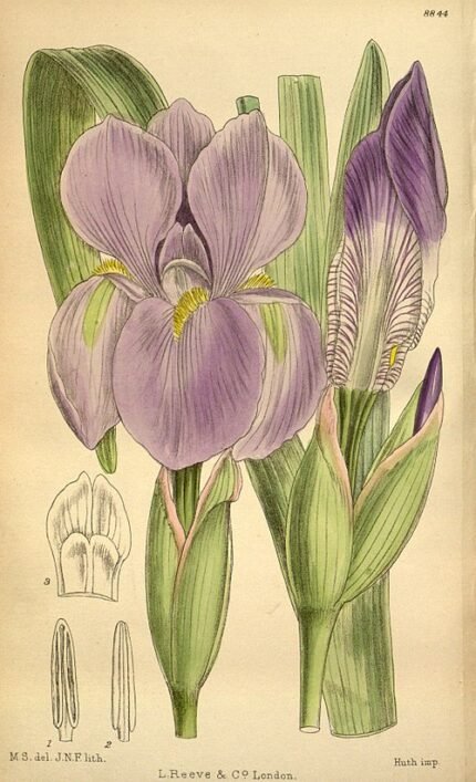 Iris hoogiana bloem met paarse bloemblaadjes en gele meeldraden.