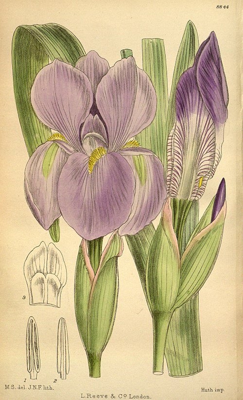 Iris hoogiana bloem met paarse bloemblaadjes en gele meeldraden.