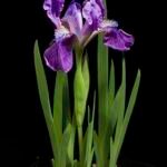 Paarse Iris hookeriana bloem met gele en witte strepen, in bloei.