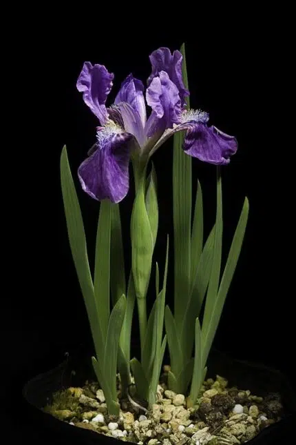Paarse Iris hookeriana bloem met gele en witte strepen, in bloei.