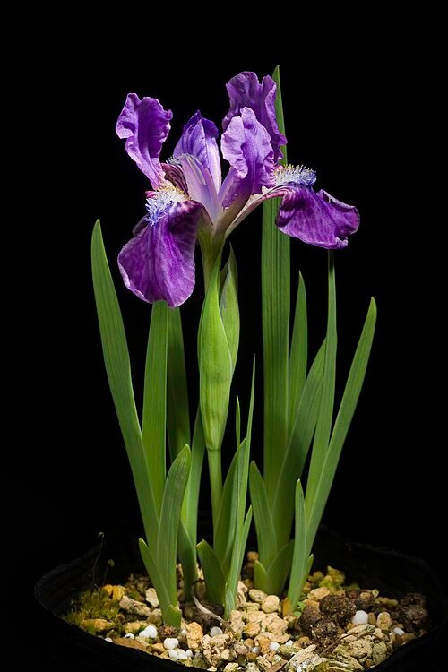 Paarse Iris hookeriana bloem met gele en witte strepen, in bloei.