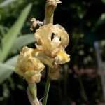 Iris imbricata bloem in paarse tinten met groene bladeren and stengels.