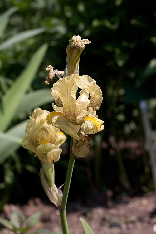 Iris imbricata bloem in paarse tinten met groene bladeren and stengels.