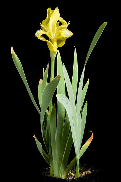 Prachtige Iris junonia bloem in levendige kleuren.