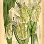 Iris kashmiriana bloem in paars en wit, door M. Smith.